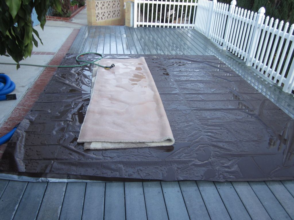 How to properly pit wash a wool rug, urine stained. Page 2